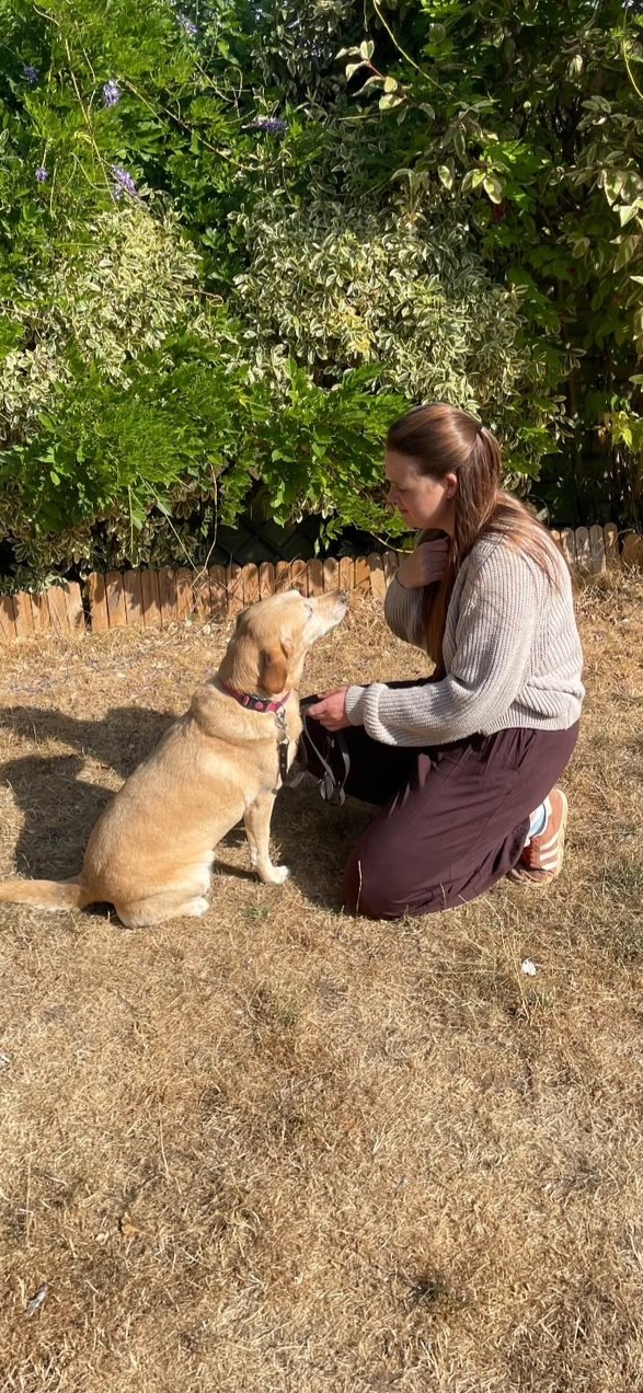 Nat practising attentive, reward-based training with a Labrador